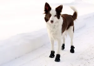 Brand new in package! Canine Equipment Ultimate Trail Dog Boots, X-Large, Black! Retails $70 