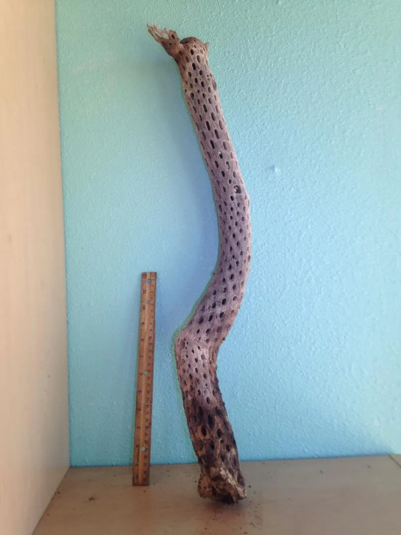 Large Cholla Branch 26" tall 2.5" in diameter