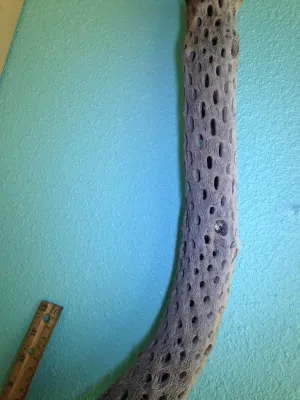 Large Cholla Branch 26" tall 2.5" in diameter