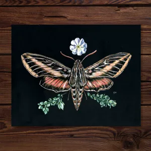 Sphinx Moth & Primrose - Fine Art Print