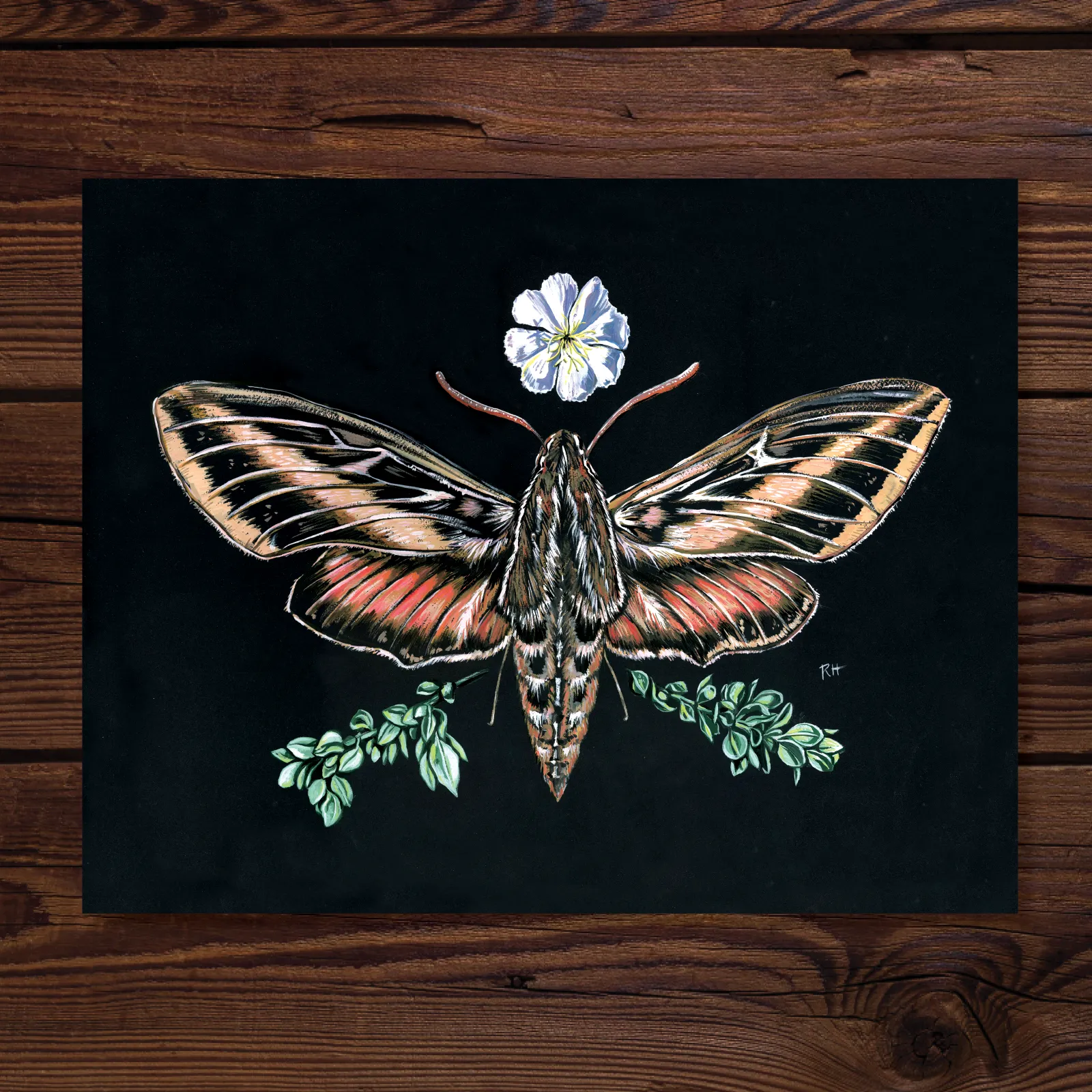 Sphinx Moth & Primrose - Fine Art Print